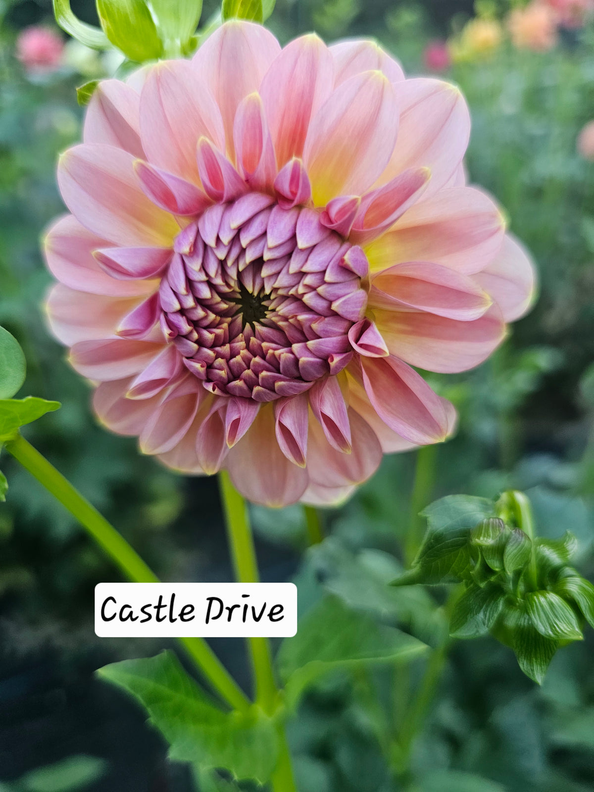 Castle Drive