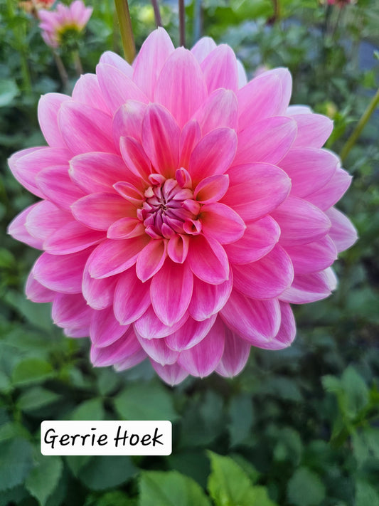 Gerrie Hoek