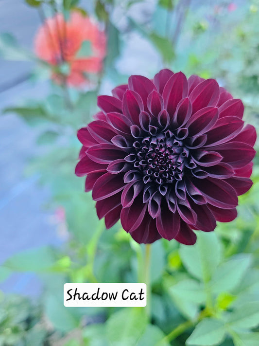 Shadow Cat