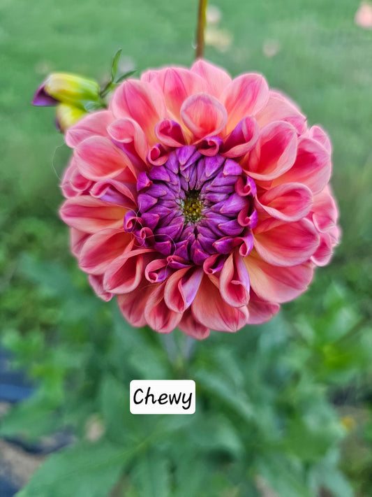 Chewy