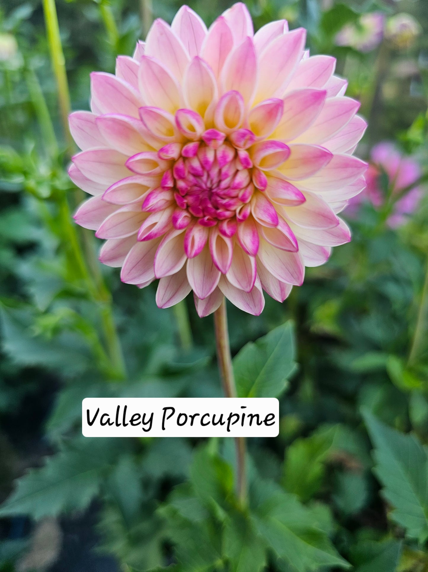 Valley Porcupine