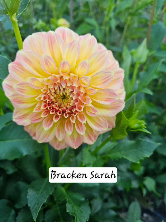 Bracken Sarah