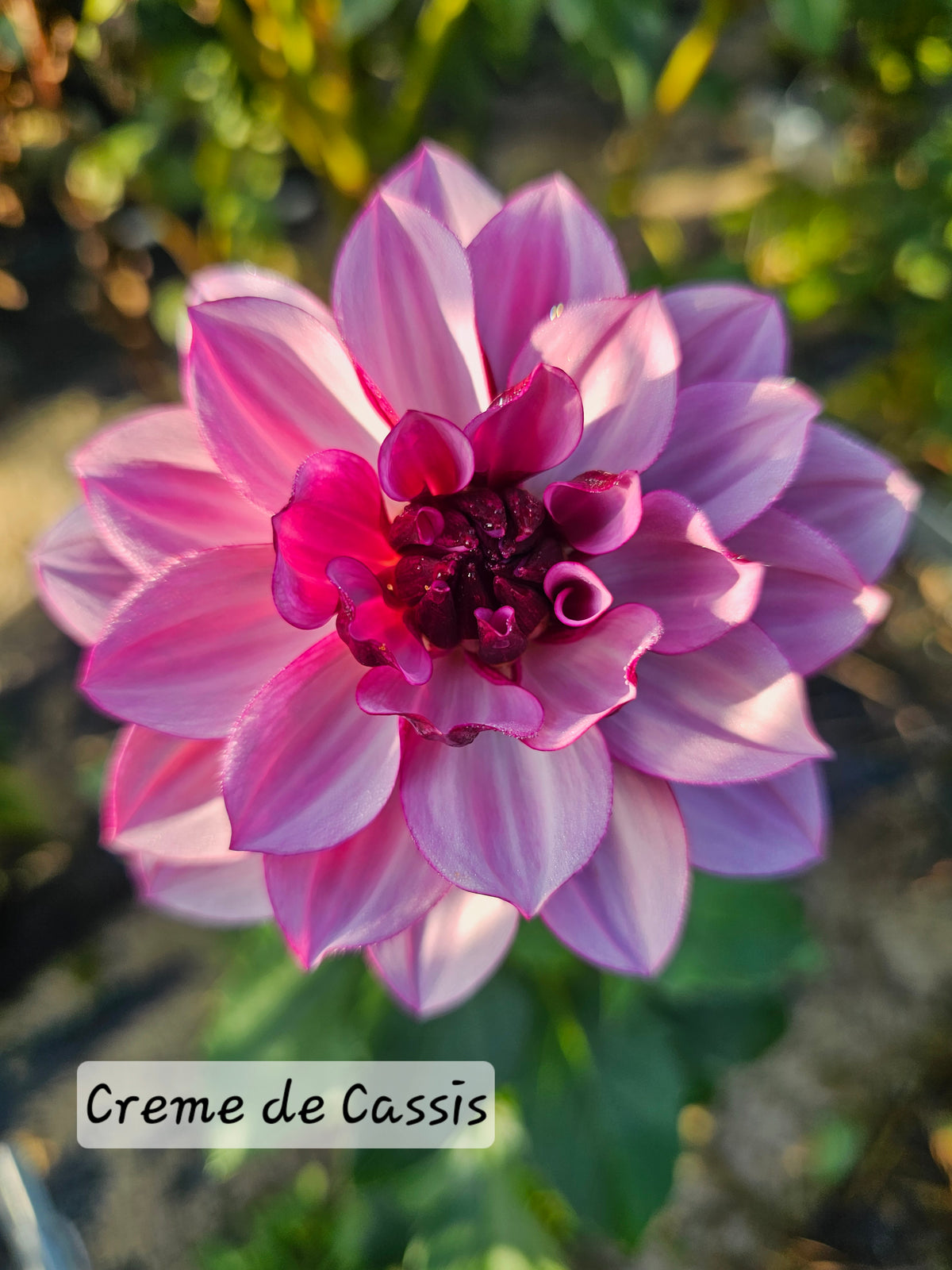 Creme de Cassis