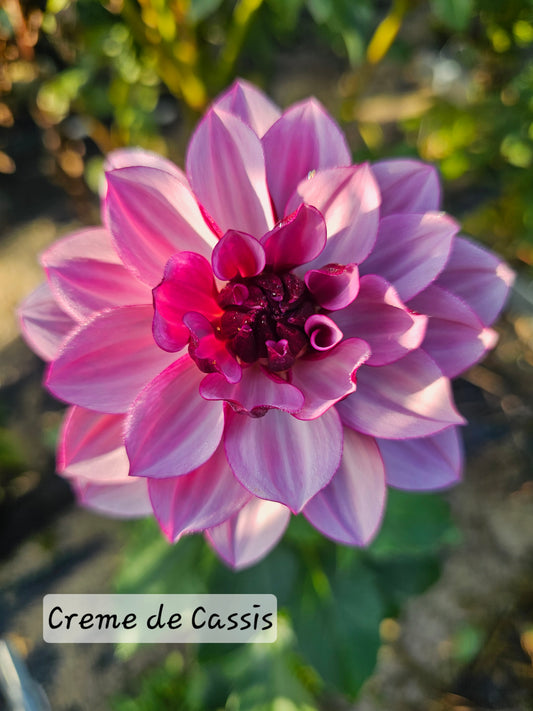 Creme de Cassis