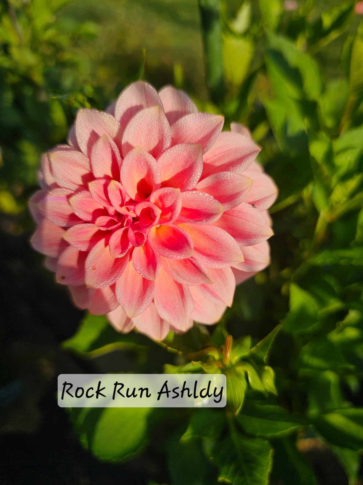Rock Run Ashley