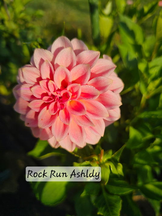 Rock Run Ashley