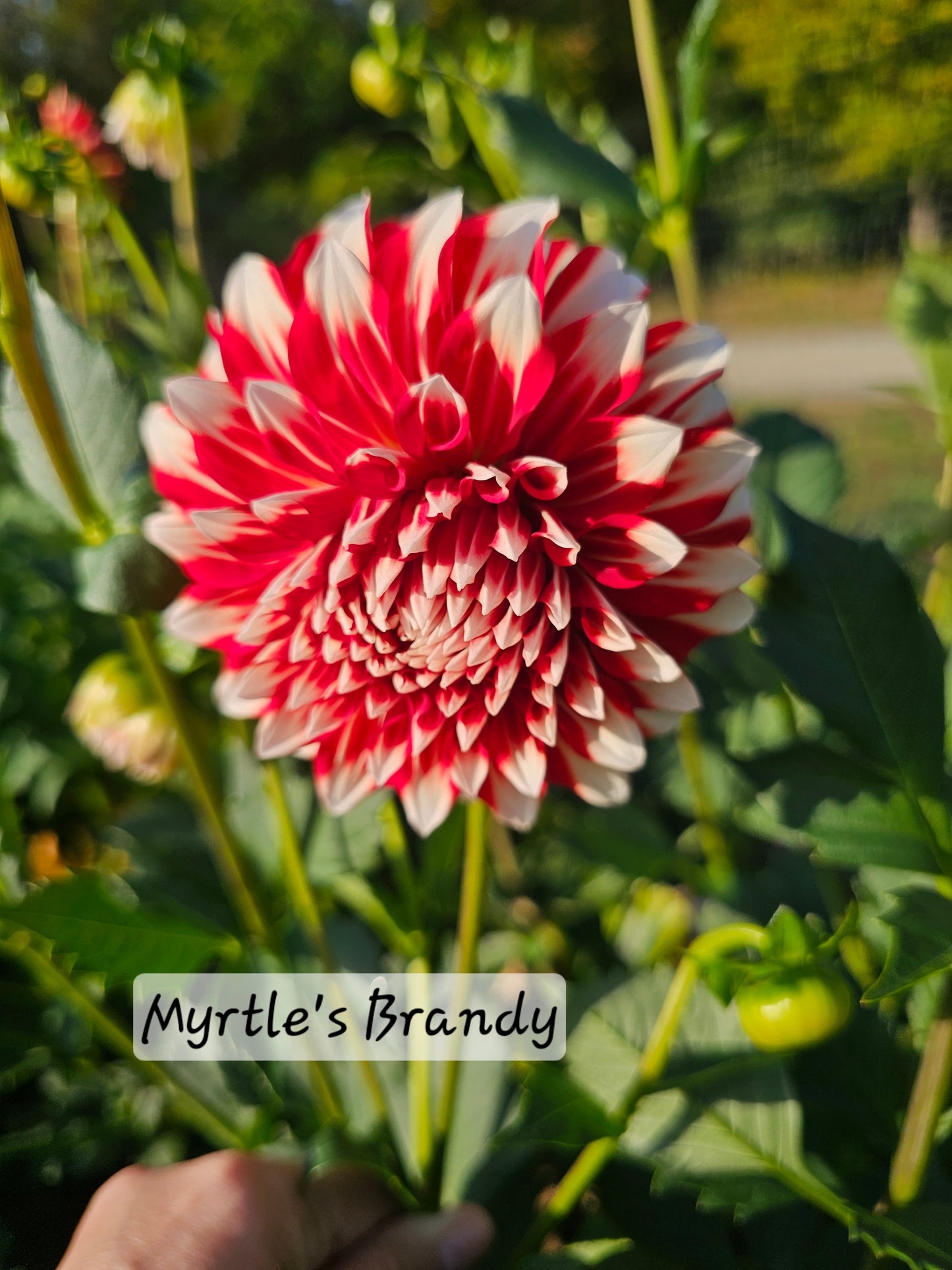 Myrtle's Brandy