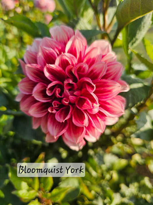 Bloomquist York