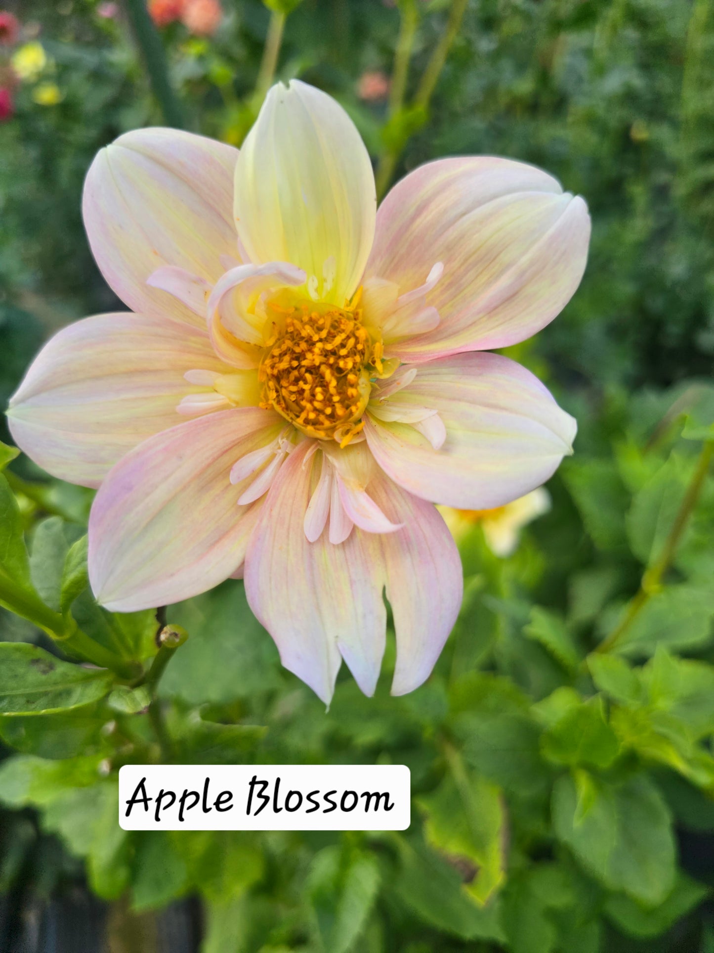 Apple Blossom