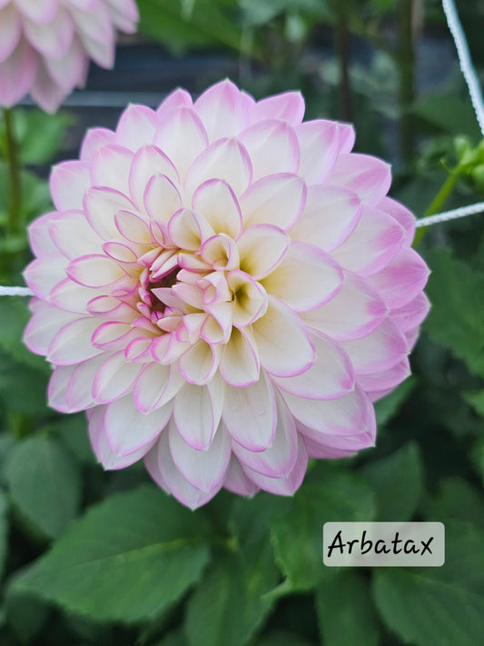 Arbatax