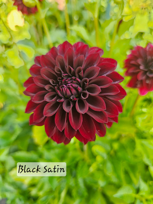 Black Satin