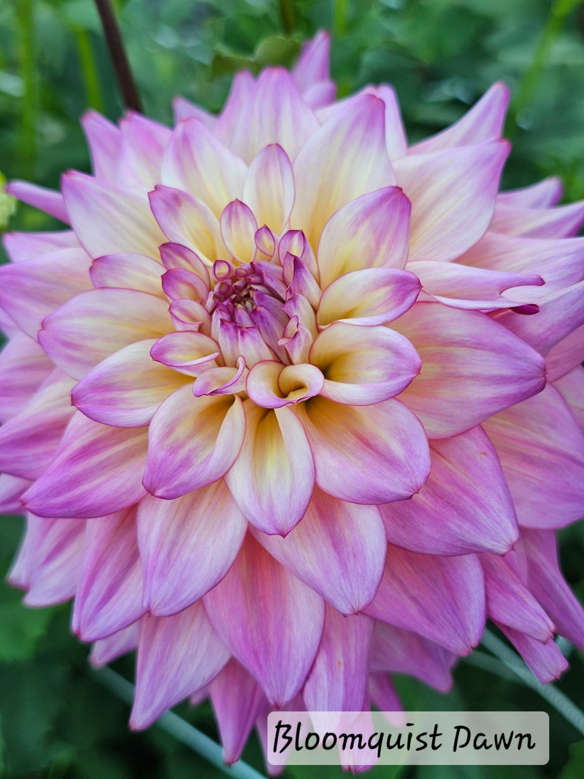 *NEW* Bloomquist Dawn
