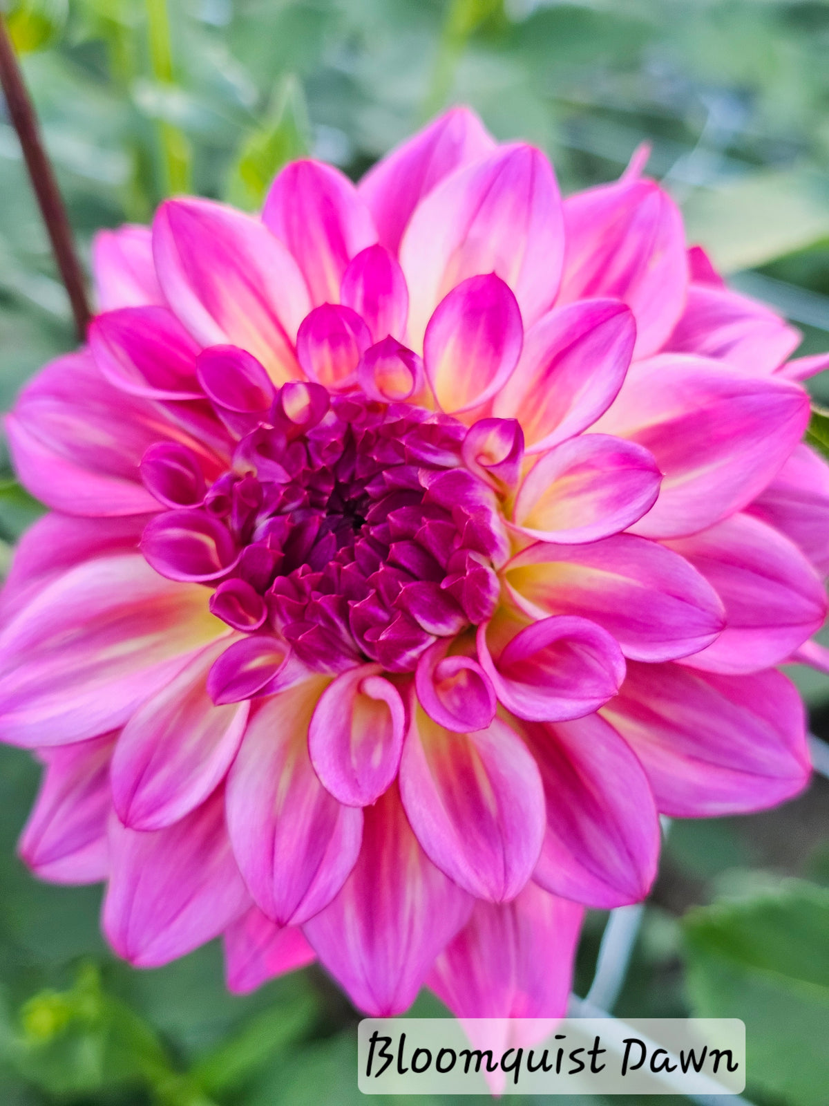 *NEW* Bloomquist Dawn