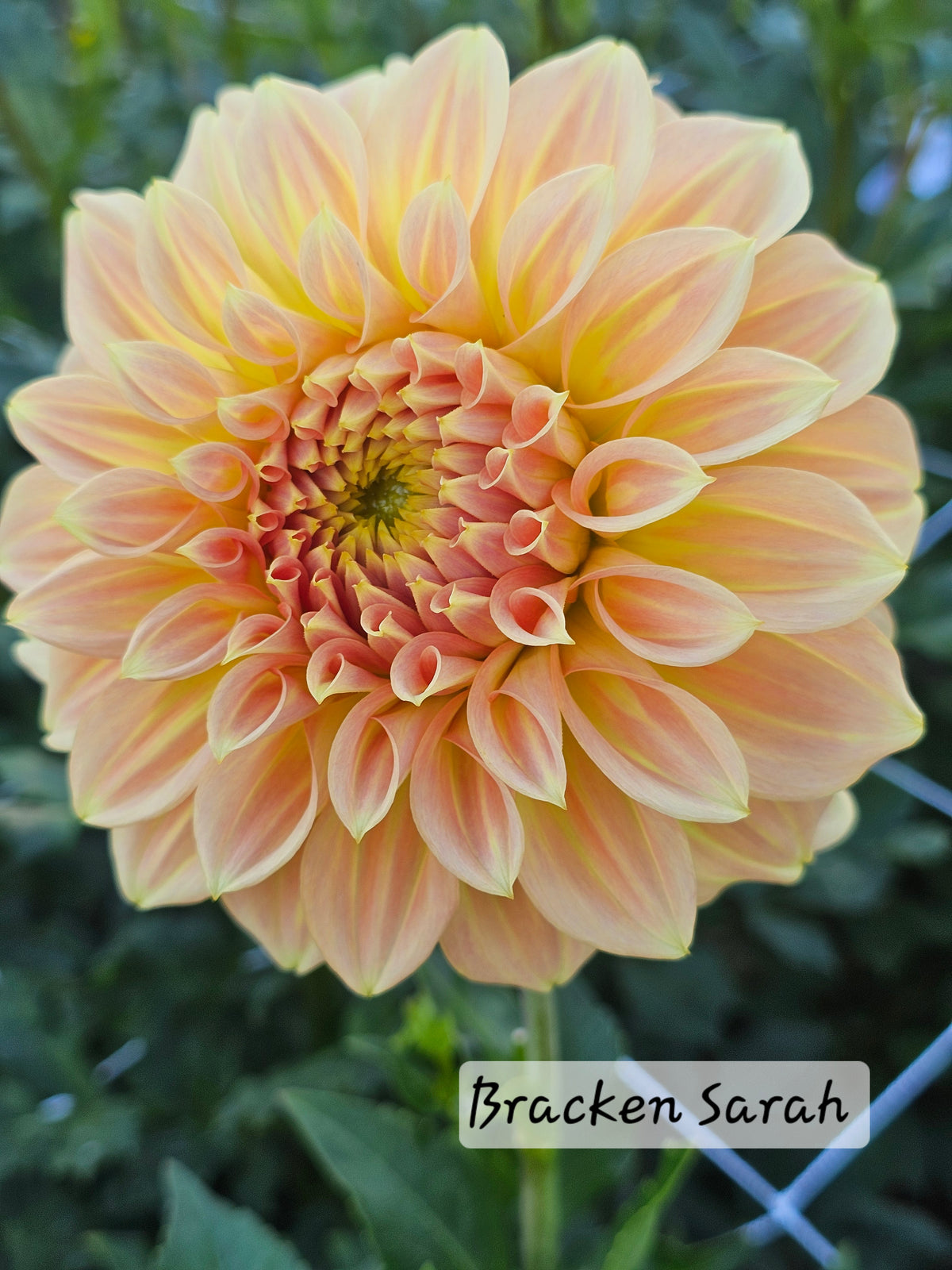 Bracken Sarah