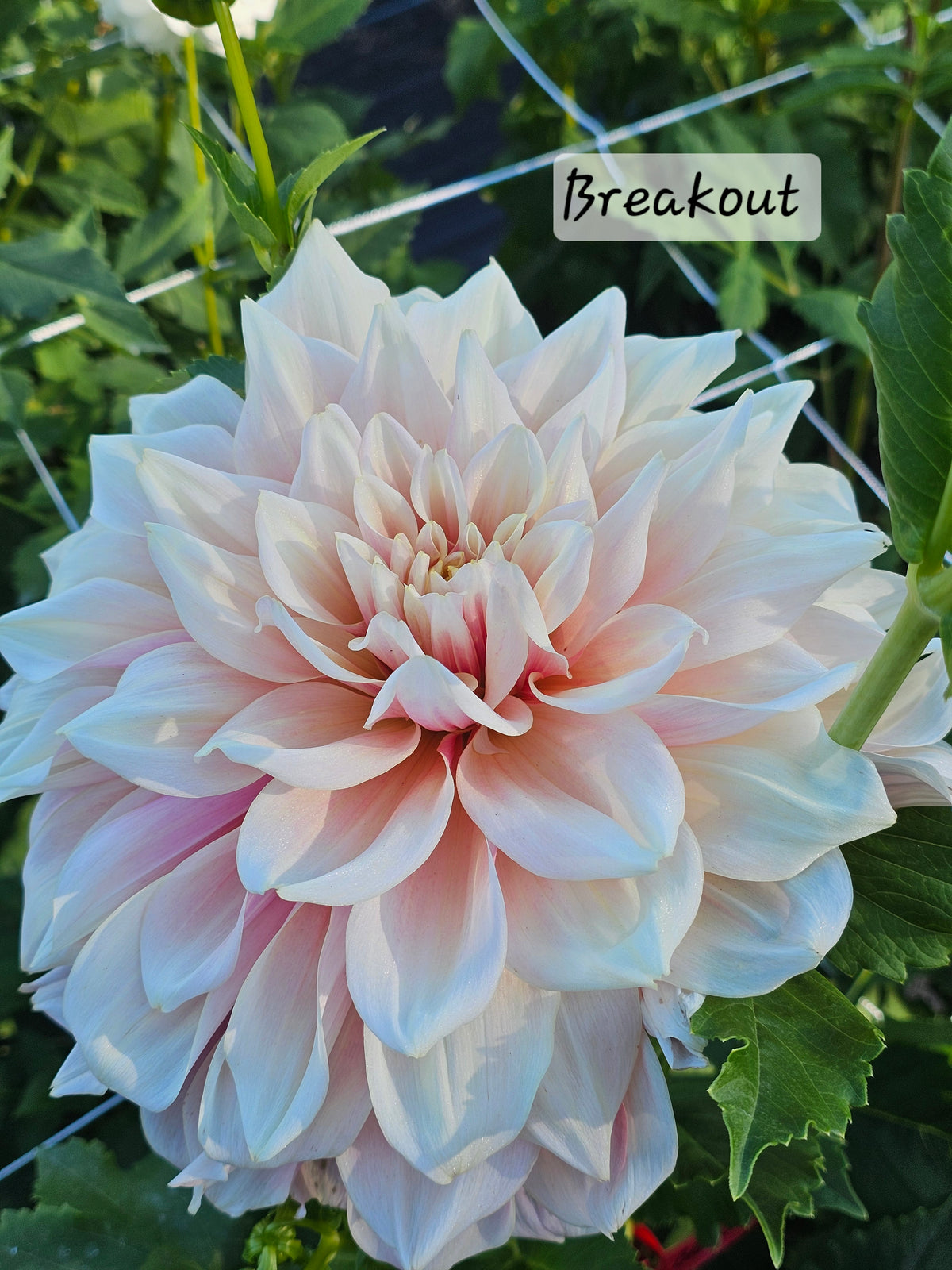 Breakout