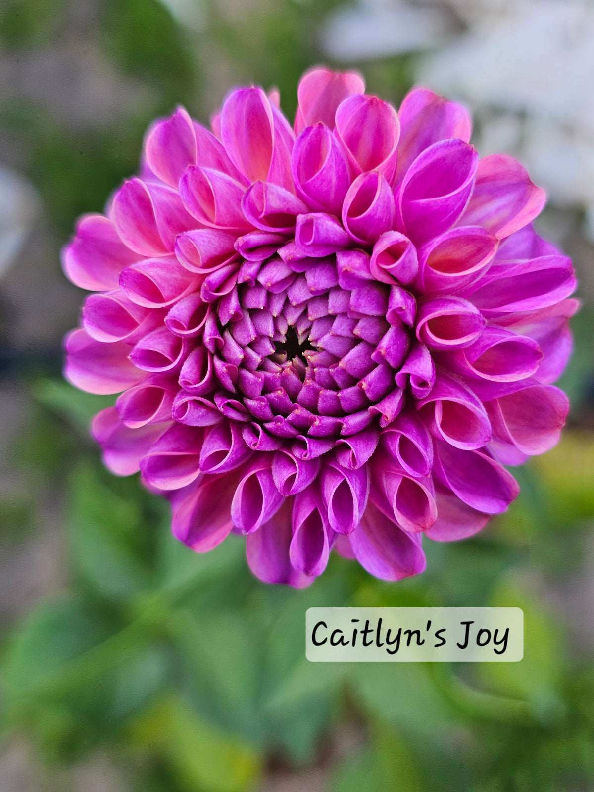 Caitlyn's Joy