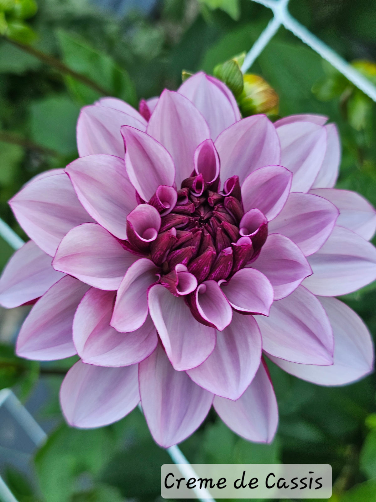 Creme de Cassis