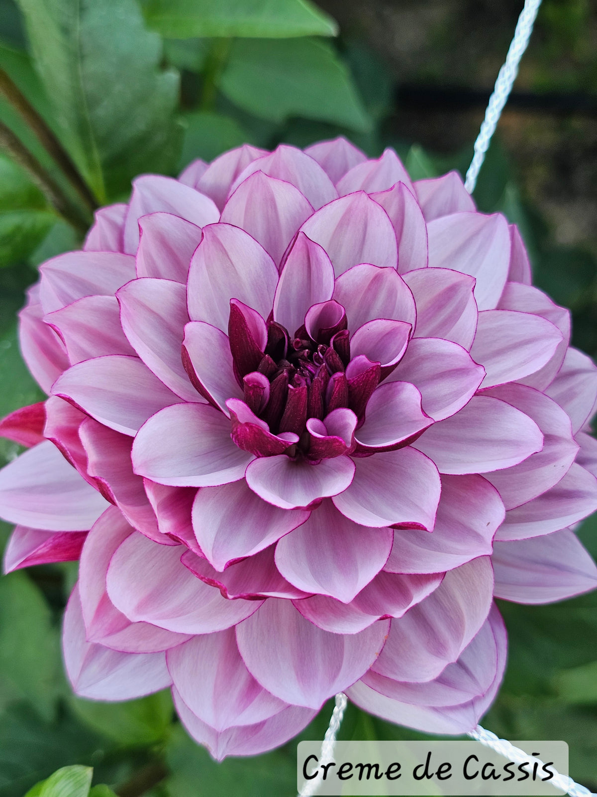 Creme de Cassis