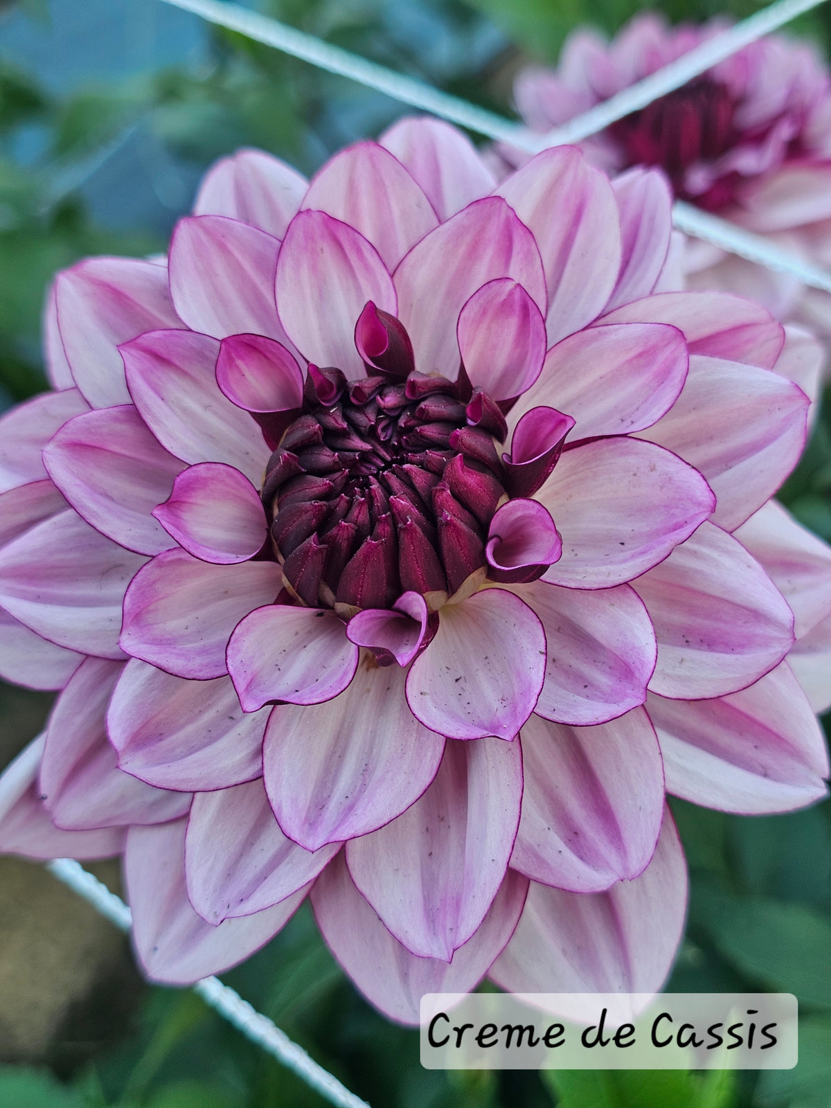 Creme de Cassis