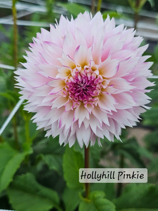 Hollyhill Pinkie