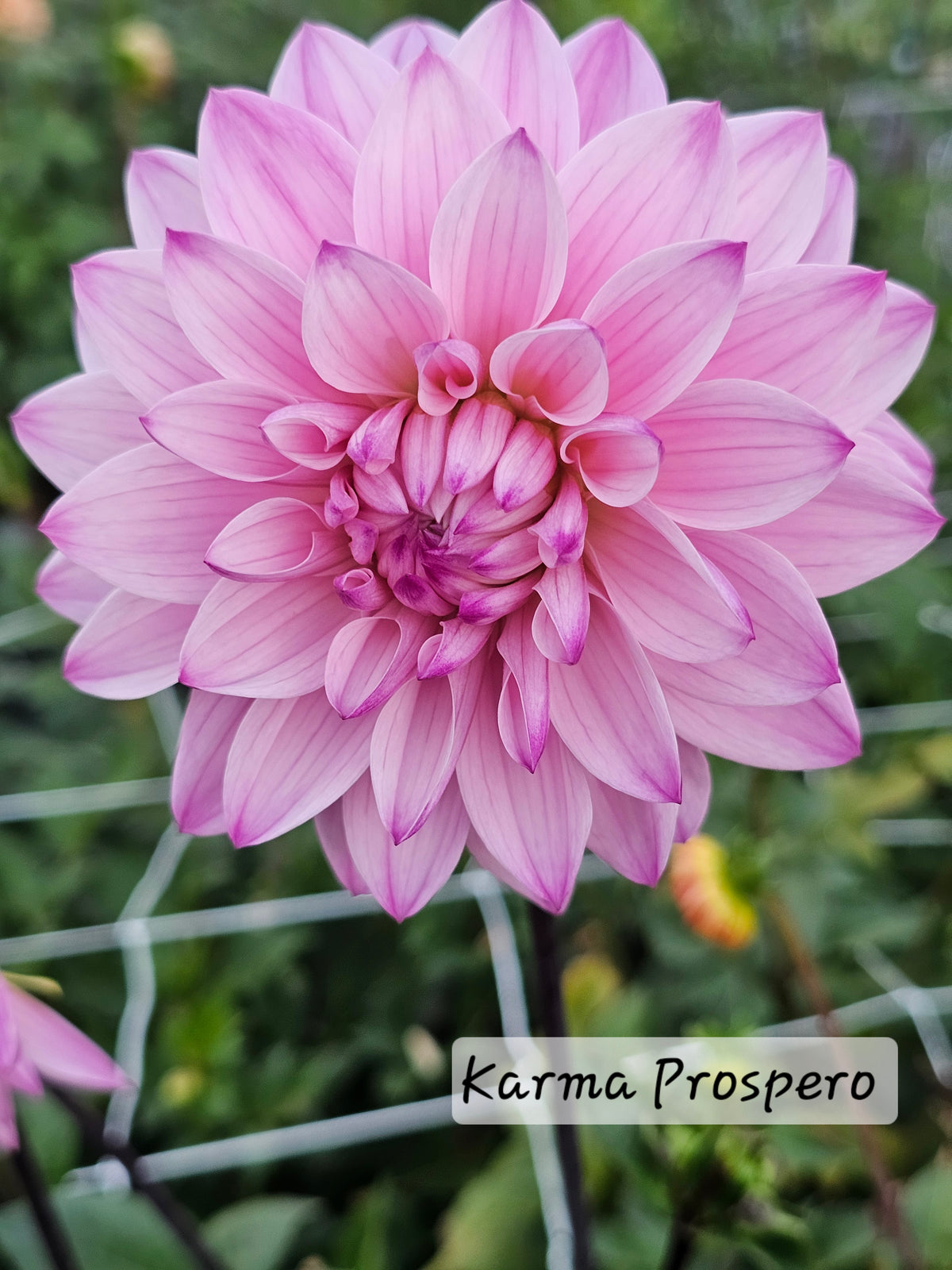 Karma Prospero