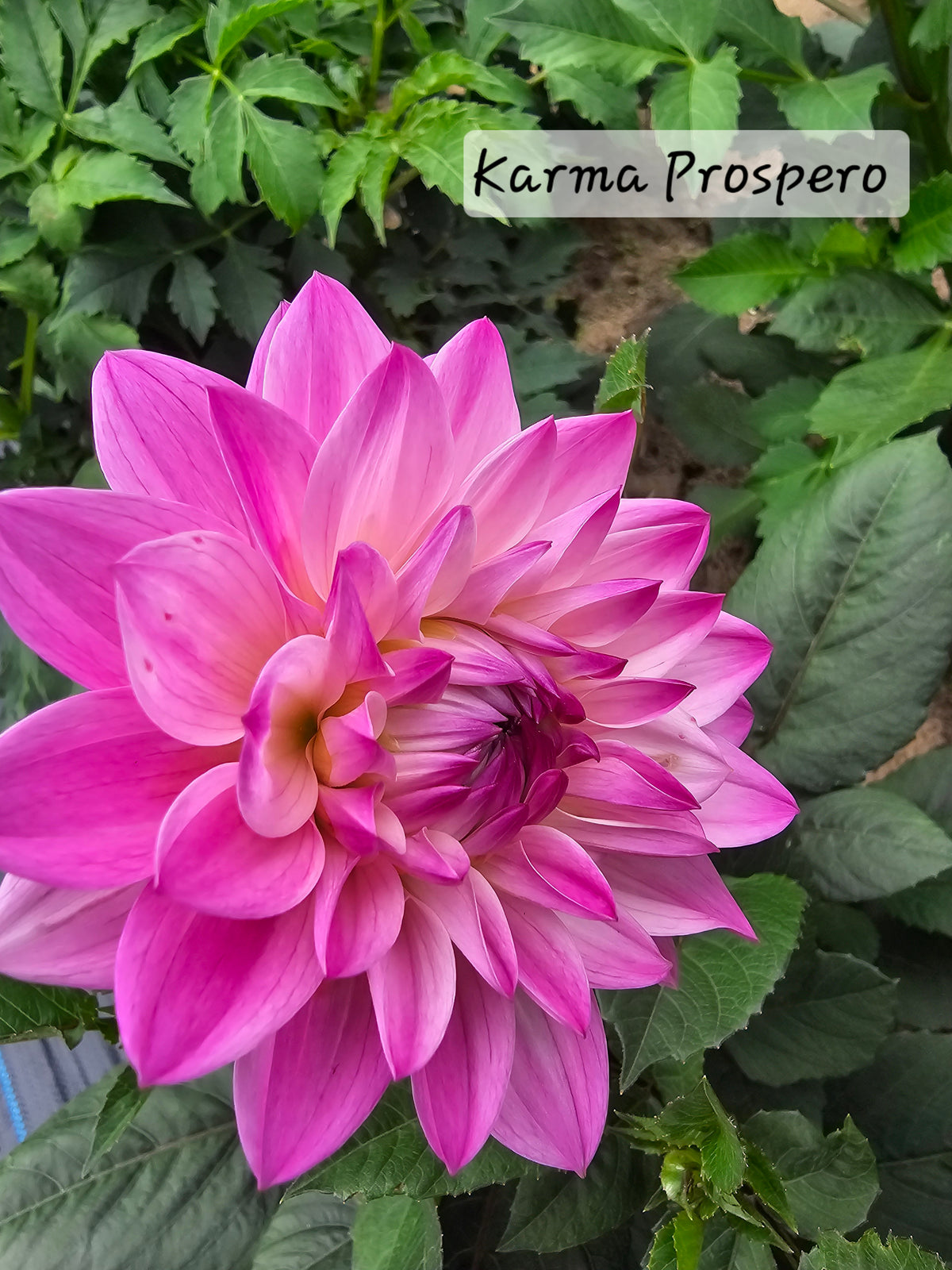 Karma Prospero