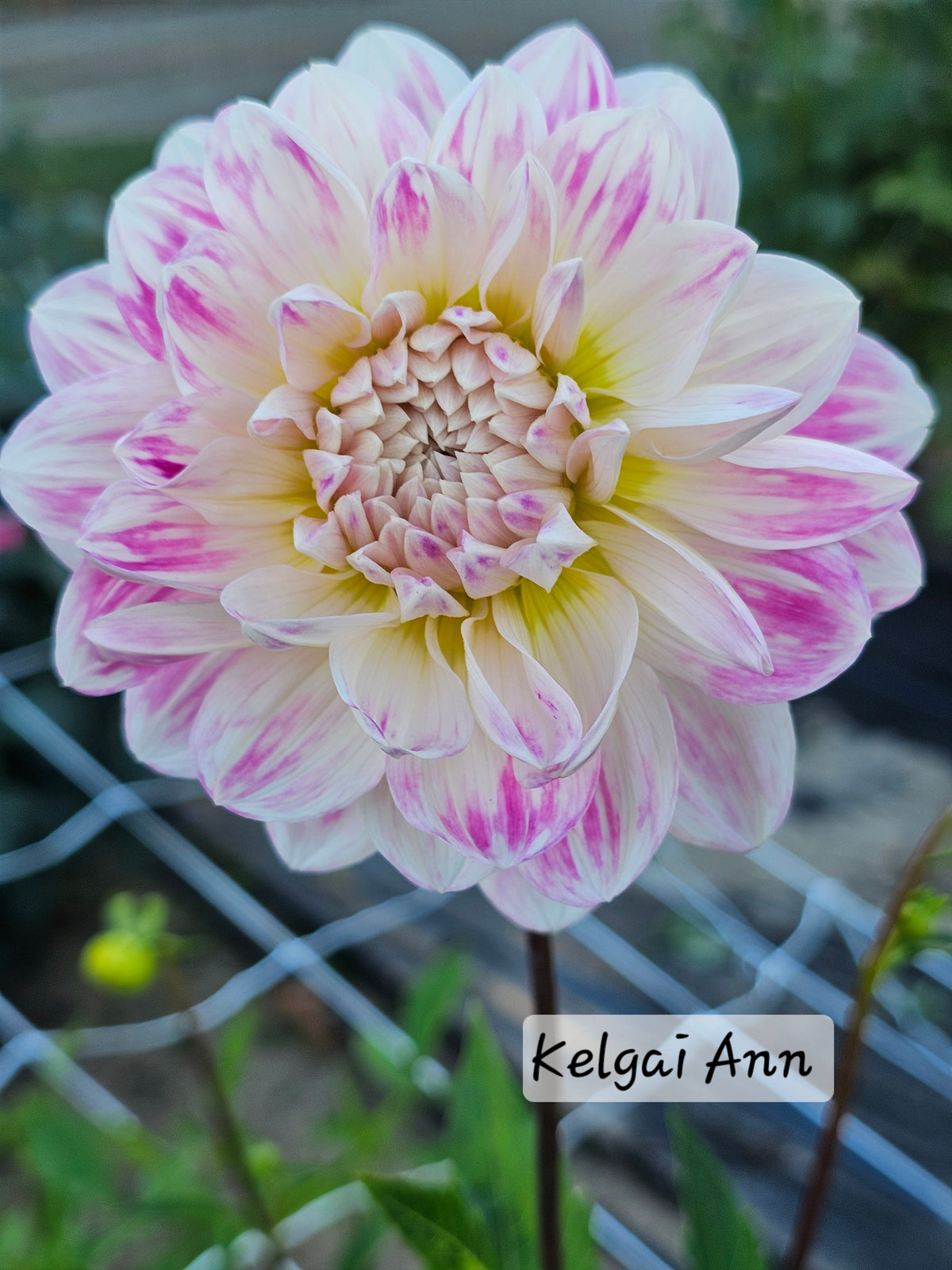 Kelgai Ann