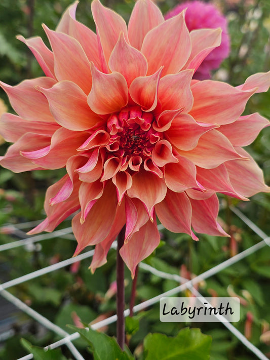 Labyrinth