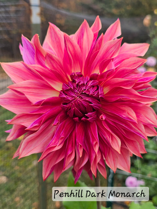Penhill Dark Monarch