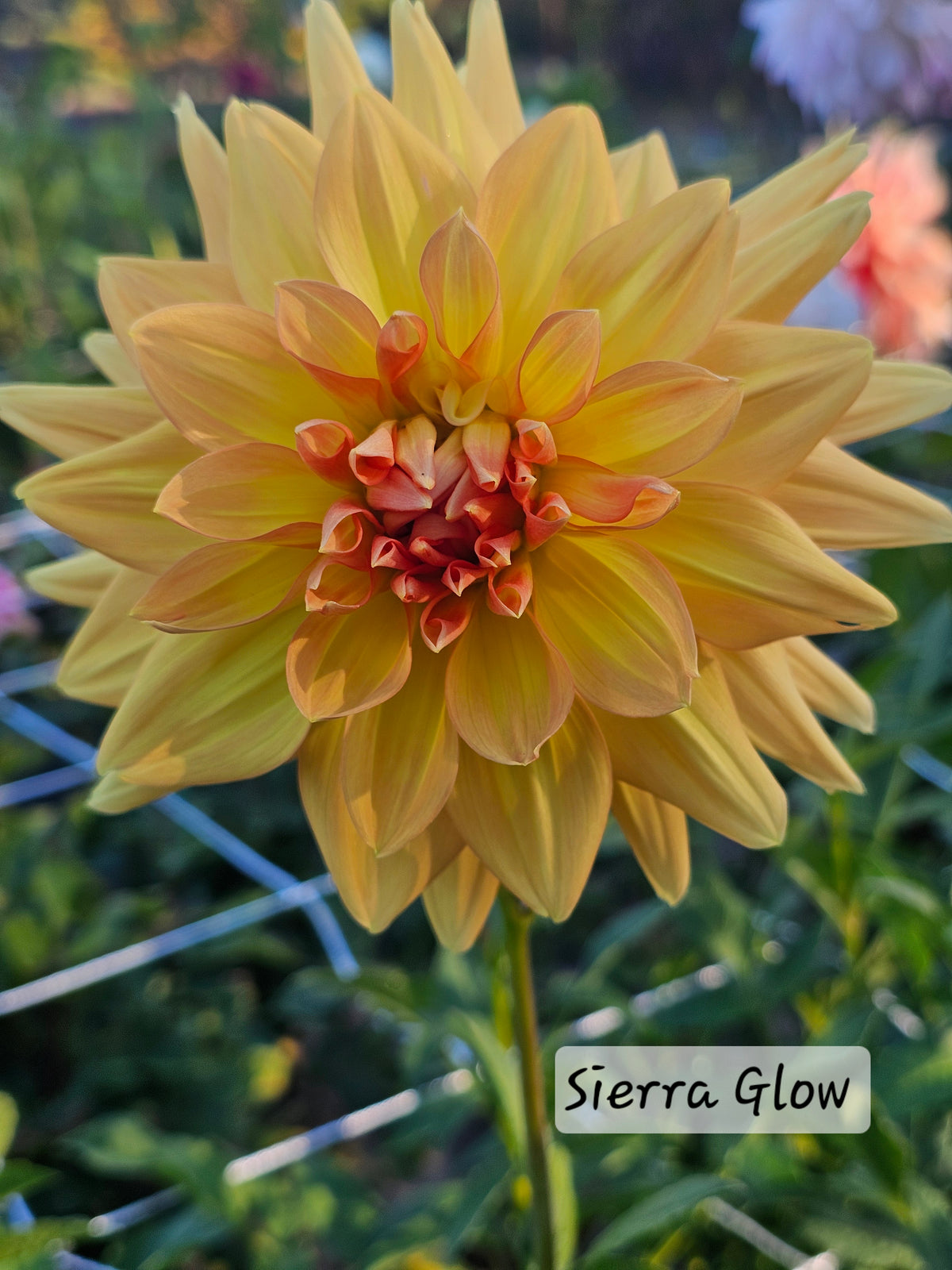 Sierra Glow