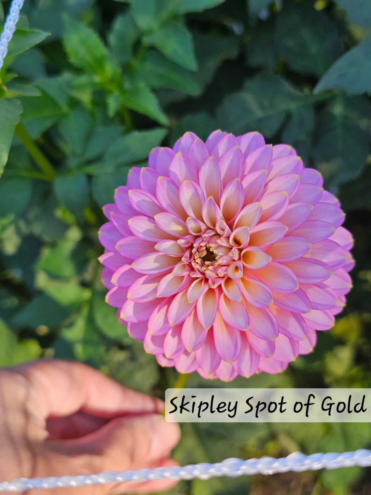 Skipley Spot of Gold